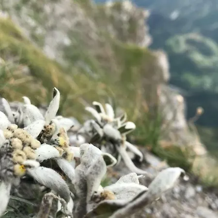 Lägenhet San Marco With A View. Oulx